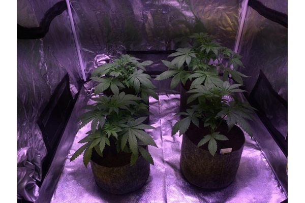 Blue Dream (Zamnesia Seeds) Feminisoidut Blue Dream (Zamnesia Seeds) Feminisoidut