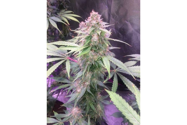 Blue Dream (Zamnesia Seeds) Feminisoidut Blue Dream (Zamnesia Seeds) Feminisoidut