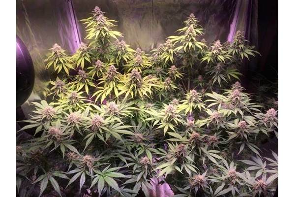 Blue Dream (Zamnesia Seeds) Feminisoidut Blue Dream (Zamnesia Seeds) Feminisoidut