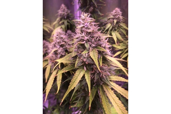 Blue Dream (Zamnesia Seeds) Feminisoidut Blue Dream (Zamnesia Seeds) Feminisoidut