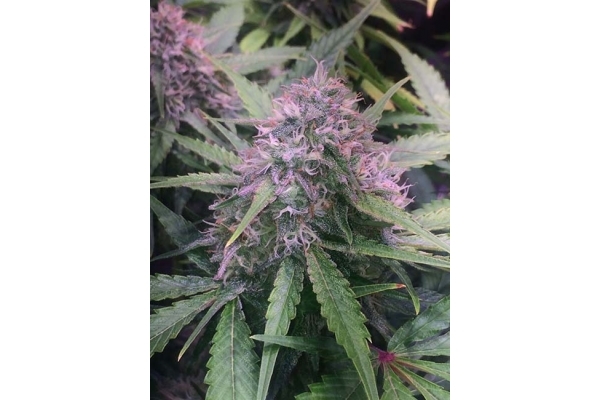 Blue Dream (Zamnesia Seeds) Feminisoidut Blue Dream (Zamnesia Seeds) Feminisoidut