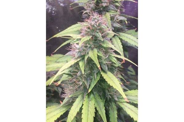 Blue Dream (Zamnesia Seeds) Feminisoidut Blue Dream (Zamnesia Seeds) Feminisoidut