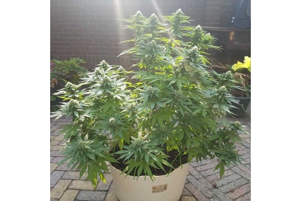 Blue Dream (Zamnesia Seeds) Feminisoidut Blue Dream (Zamnesia Seeds) Feminisoidut