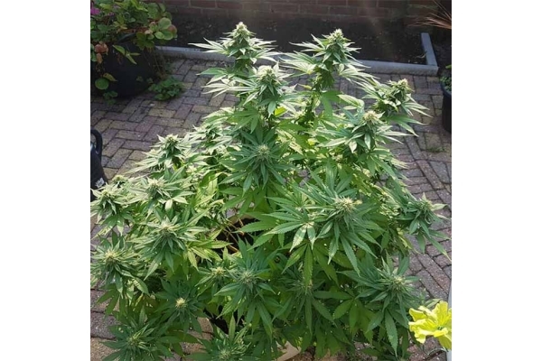Blue Dream (Zamnesia Seeds) Feminisoidut Blue Dream (Zamnesia Seeds) Feminisoidut