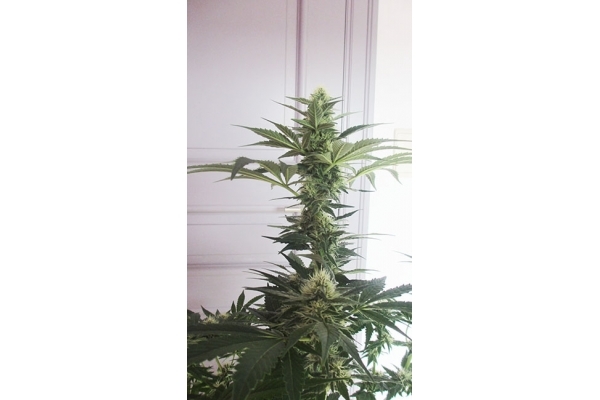Blue Dream (Zamnesia Seeds) Feminisoidut Blue Dream (Zamnesia Seeds) Feminisoidut