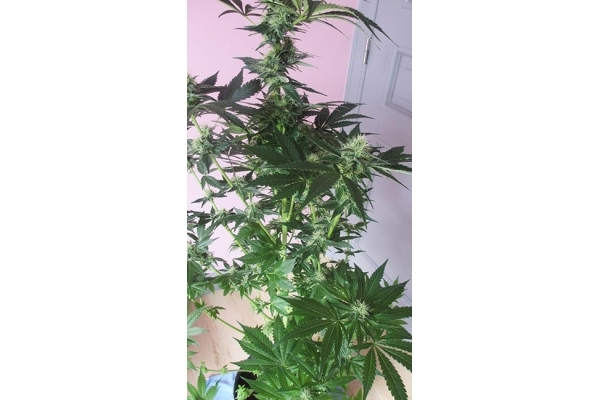 Blue Dream (Zamnesia Seeds) Feminisoidut Blue Dream (Zamnesia Seeds) Feminisoidut