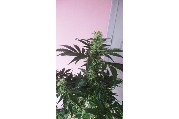 Blue Dream (Zamnesia Seeds) Feminisoidut Blue Dream (Zamnesia Seeds) Feminisoidut