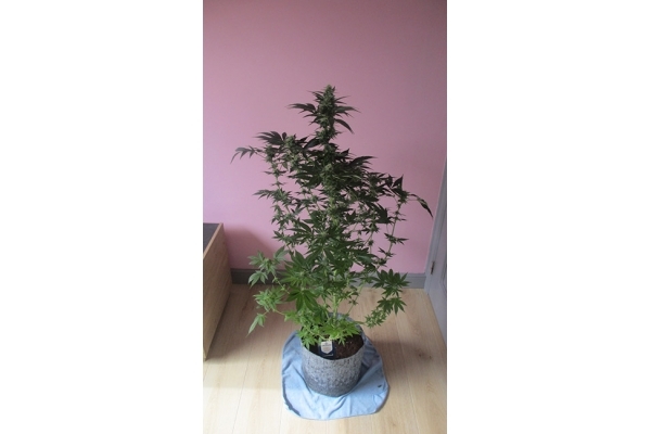 Blue Dream (Zamnesia Seeds) Feminisoidut Blue Dream (Zamnesia Seeds) Feminisoidut