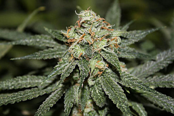 Blue Dream (Zamnesia Seeds) Feminisoidut Blue Dream (Zamnesia Seeds) Feminisoidut