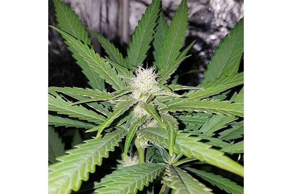 Northern Lights (Zamnesia Seeds) Feminisoidut Northern Lights (Zamnesia Seeds) Feminisoidut