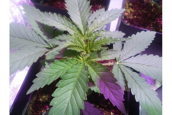 Critical (Zamnesia Seeds) Feminisoidut Critical (Zamnesia Seeds) Feminisoidut