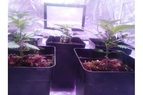 Critical (Zamnesia Seeds) Feminisoidut Critical (Zamnesia Seeds) Feminisoidut