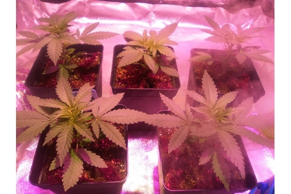 Critical (Zamnesia Seeds) Feminisoidut Critical (Zamnesia Seeds) Feminisoidut