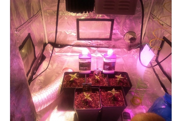 Critical (Zamnesia Seeds) Feminisoidut Critical (Zamnesia Seeds) Feminisoidut