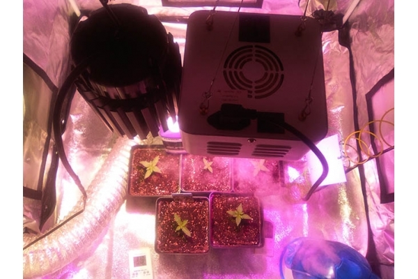 Critical (Zamnesia Seeds) Feminisoidut Critical (Zamnesia Seeds) Feminisoidut