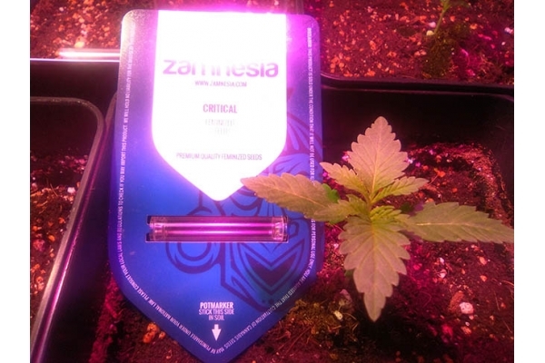 Critical (Zamnesia Seeds) Feminisoidut Critical (Zamnesia Seeds) Feminisoidut