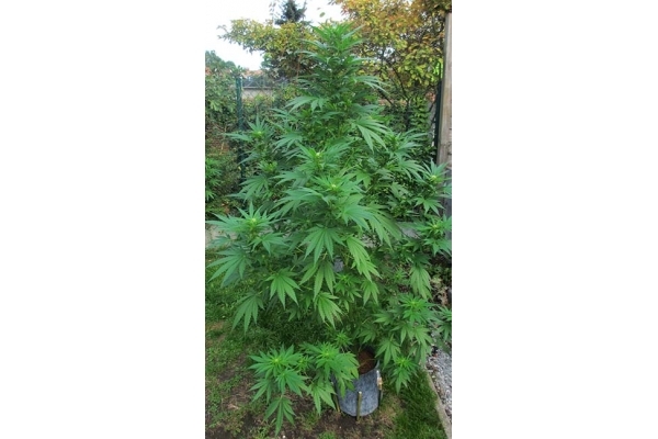 Critical (Zamnesia Seeds) Feminisoidut Critical (Zamnesia Seeds) Feminisoidut