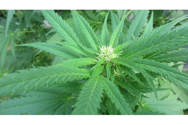 Critical (Zamnesia Seeds) Feminisoidut Critical (Zamnesia Seeds) Feminisoidut