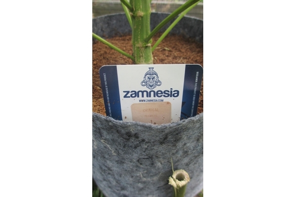 Critical (Zamnesia Seeds) Feminisoidut Critical (Zamnesia Seeds) Feminisoidut