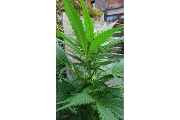 Critical (Zamnesia Seeds) Feminisoidut Critical (Zamnesia Seeds) Feminisoidut
