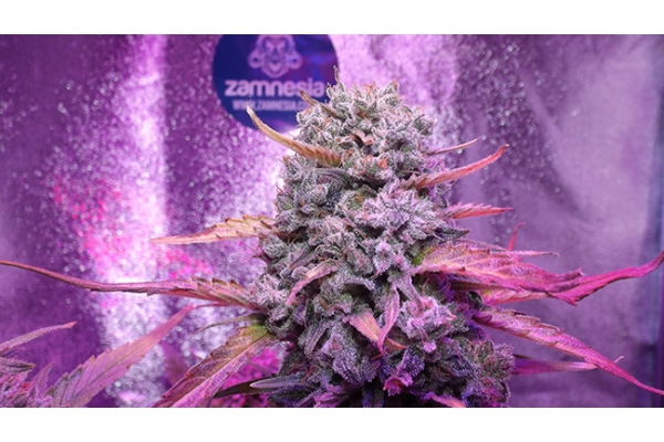 OG Kush (Zamnesia Seeds) Feminisoidut OG Kush (Zamnesia Seeds) Feminisoidut