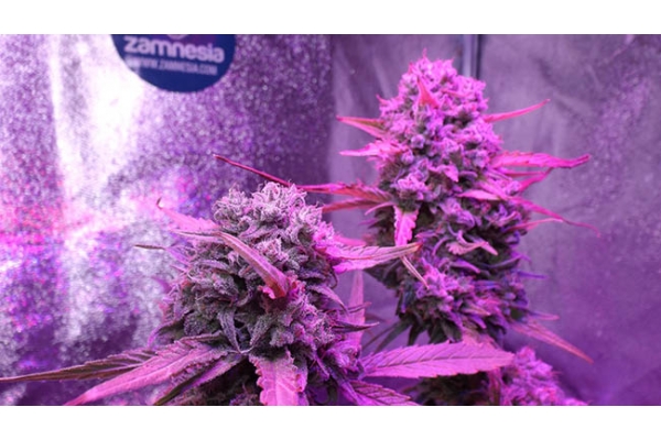 OG Kush (Zamnesia Seeds) Feminisoidut OG Kush (Zamnesia Seeds) Feminisoidut
