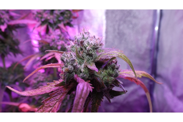 OG Kush (Zamnesia Seeds) Feminisoidut OG Kush (Zamnesia Seeds) Feminisoidut
