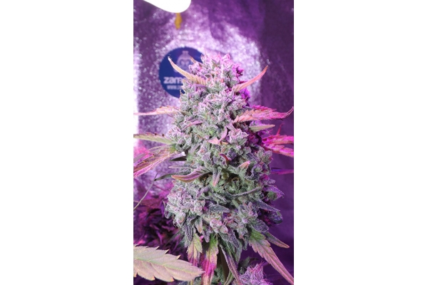 OG Kush (Zamnesia Seeds) Feminisoidut OG Kush (Zamnesia Seeds) Feminisoidut