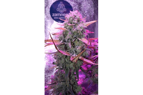 OG Kush (Zamnesia Seeds) Feminisoidut OG Kush (Zamnesia Seeds) Feminisoidut