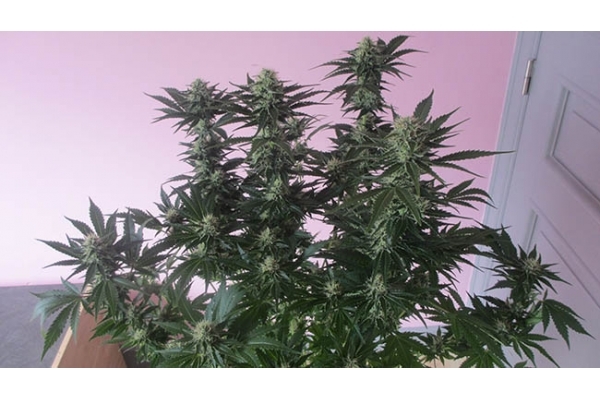White Widow (Zamnesia Seeds) Feminisoidut White Widow (Zamnesia Seeds) Feminisoidut