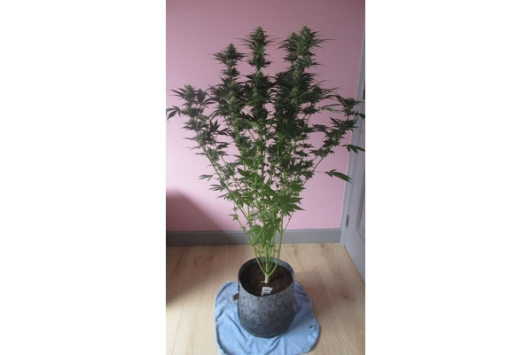 White Widow (Zamnesia Seeds) Feminisoidut White Widow (Zamnesia Seeds) Feminisoidut