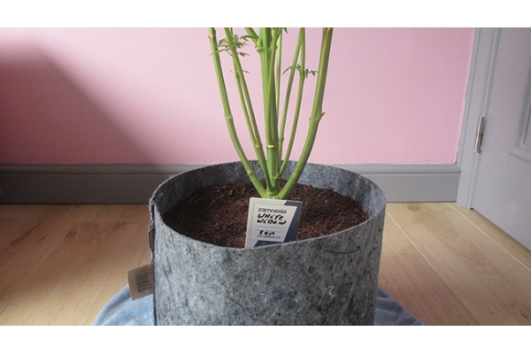 White Widow (Zamnesia Seeds) Feminisoidut White Widow (Zamnesia Seeds) Feminisoidut