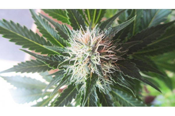 White Widow (Zamnesia Seeds) Feminisoidut White Widow (Zamnesia Seeds) Feminisoidut