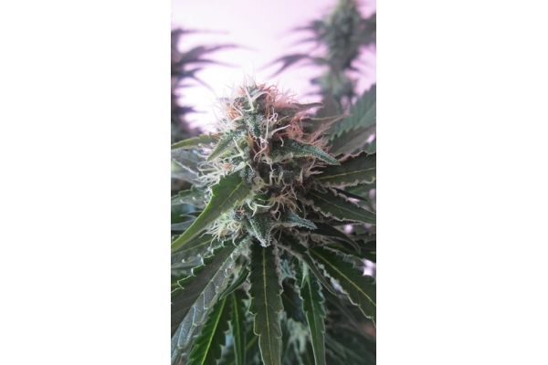 White Widow (Zamnesia Seeds) Feminisoidut White Widow (Zamnesia Seeds) Feminisoidut