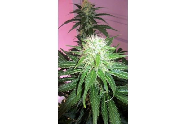 White Widow (Zamnesia Seeds) Feminisoidut White Widow (Zamnesia Seeds) Feminisoidut