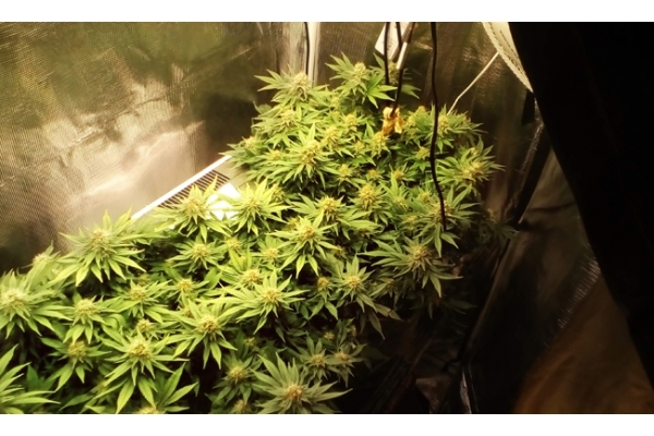 White Widow (Zamnesia Seeds) Feminisoidut White Widow (Zamnesia Seeds) Feminisoidut