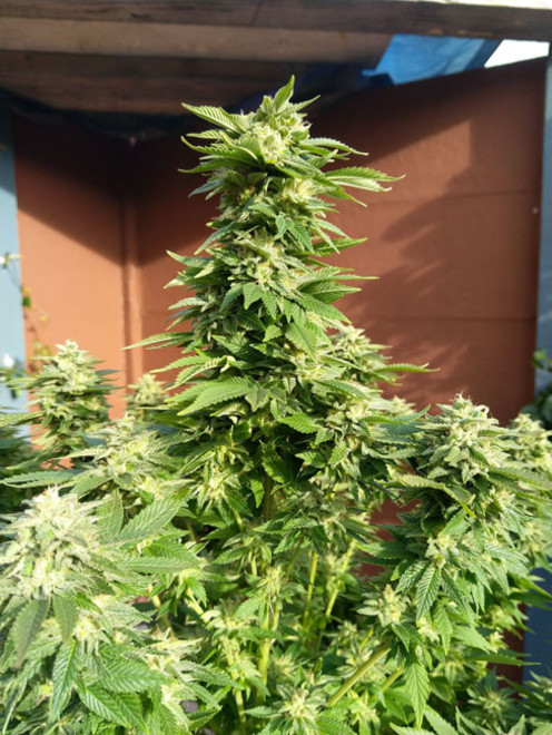 White Widow (Zamnesia Seeds) Feminisoidut White Widow (Zamnesia Seeds) Feminisoidut