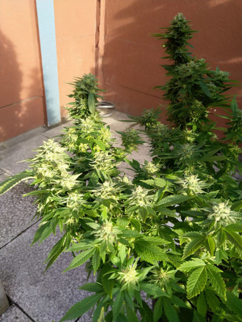 White Widow (Zamnesia Seeds) Feminisoidut White Widow (Zamnesia Seeds) Feminisoidut