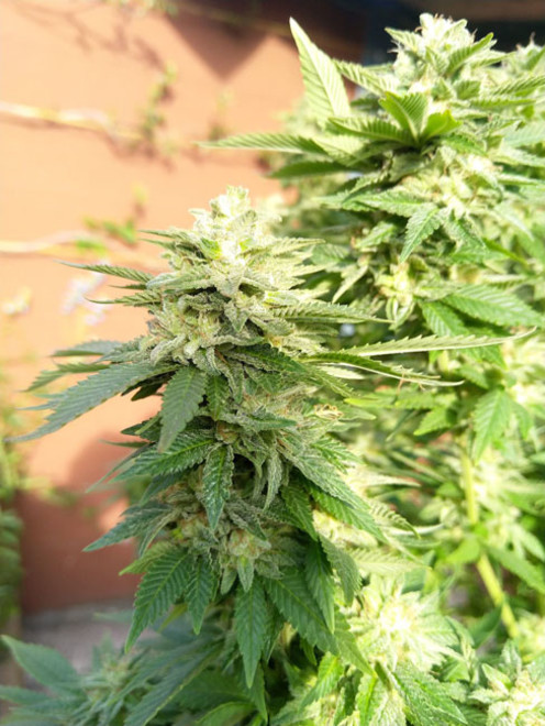 White Widow (Zamnesia Seeds) Feminisoidut White Widow (Zamnesia Seeds) Feminisoidut