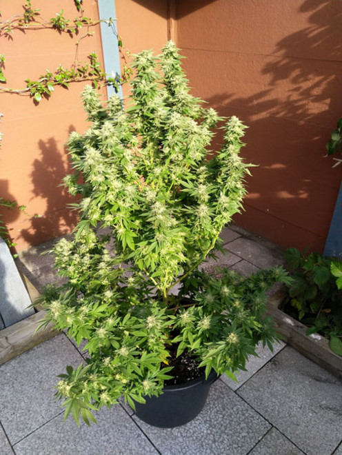 White Widow (Zamnesia Seeds) Feminisoidut White Widow (Zamnesia Seeds) Feminisoidut