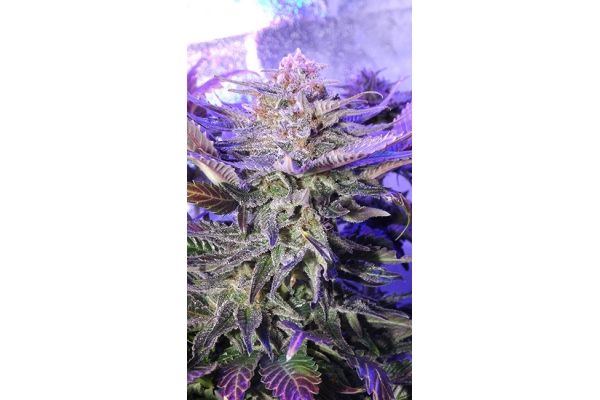 Cheese (Zamnesia Seeds) Feminisoidut