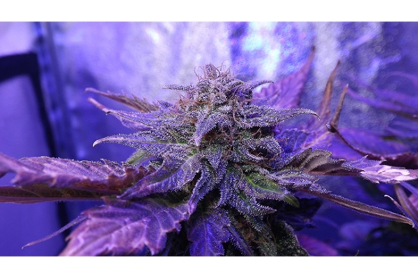 Cheese (Zamnesia Seeds) Feminisoidut