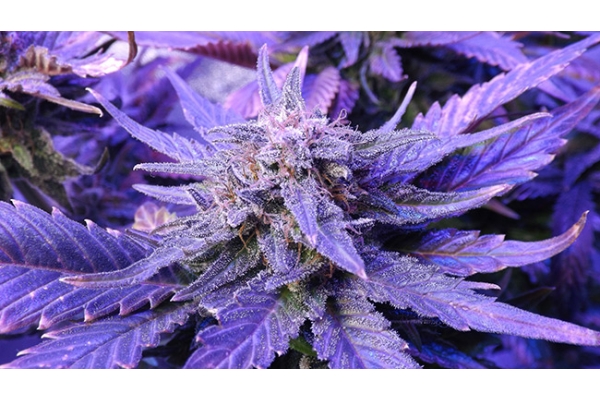 Cheese (Zamnesia Seeds) Feminisoidut