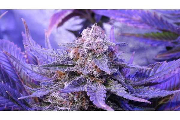Cheese (Zamnesia Seeds) Feminisoidut
