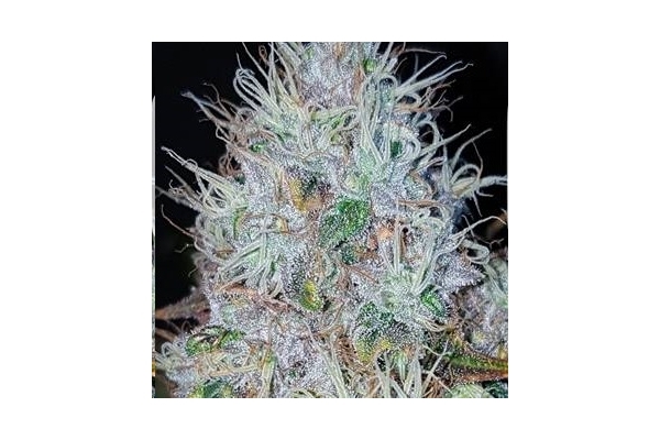 Monster Bud Kush (Zamnesia Seeds) Feminisoidut Monster Bud Kush (Zamnesia Seeds) Feminisoidut