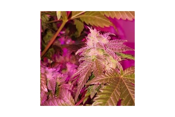 Monster Bud Kush (Zamnesia Seeds) Feminisoidut Monster Bud Kush (Zamnesia Seeds) Feminisoidut