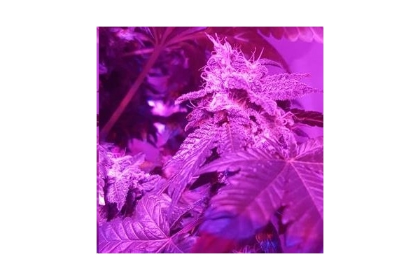 Monster Bud Kush (Zamnesia Seeds) Feminisoidut Monster Bud Kush (Zamnesia Seeds) Feminisoidut