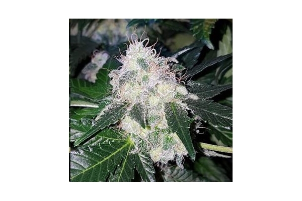 Monster Bud Kush (Zamnesia Seeds) Feminisoidut Monster Bud Kush (Zamnesia Seeds) Feminisoidut