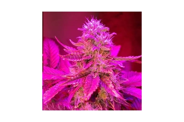 Monster Bud Kush (Zamnesia Seeds) Feminisoidut Monster Bud Kush (Zamnesia Seeds) Feminisoidut