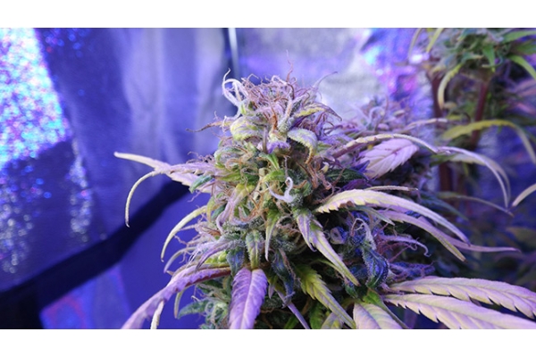 Monster Bud Kush (Zamnesia Seeds) Feminisoidut Monster Bud Kush (Zamnesia Seeds) Feminisoidut